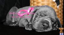 great dane puppy posted by CB Hillis Danes